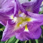 Iris ensata 'Rose World'