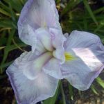 Iris ensata 'Shogun'