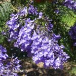 Jacaranda mimosifolia MULTI