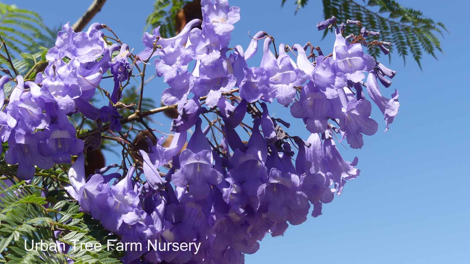 Live Blue Jacaranda Tree Seedling - 3-6+ Inch Starter Plant With Beautiful Purple Flowers