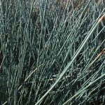 Juncus patens 'Elk Blue'