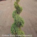 Juniperus chinensis 'Blue Point' SPIRAL