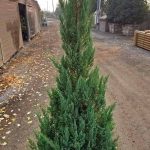 Juniperus chinensis 'Blue Point'