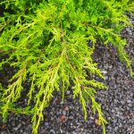 Juniperus chinensis 'Old Gold' SCULPTED