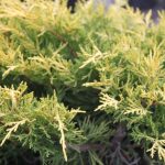 Juniperus chinensis 'Old Gold'