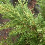 Juniperus chinensis 'Pfitzeriana Aurea'