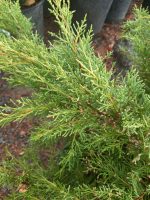 Juniperus chinensis 'Pfitzeriana Aurea'