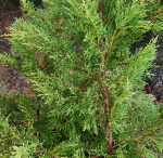 Juniperus chinensis 'Pfitzeriana Aurea' - Image 2