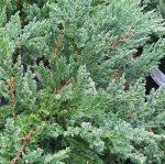 Juniperus chinensis 'Prostrata' - Image 4