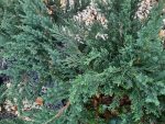 Juniperus chinensis 'Prostrata'