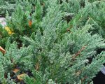 Juniperus chinensis 'Prostrata' - Image 2