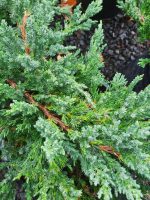 Juniperus chinensis 'Prostrata' - Image 3