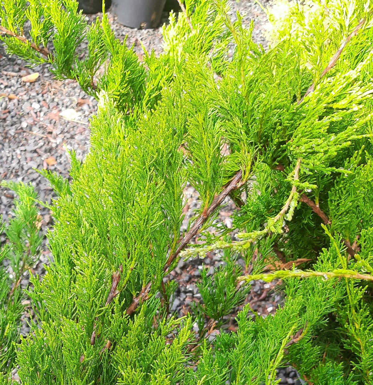 Juniperus chinensis Sea Green 3 BALL