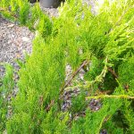 Juniperus chinensis 'Sea Green' 3-BALL