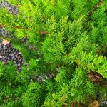 Juniperus chinensis 'Sea Green' FREE-FORM