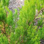 Juniperus chinensis 'Sea Green' POODLE
