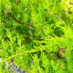 Juniperus chinensis 'Sea Green' SCULPTED