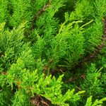 Juniperus chinensis 'Sea Green' TEAR-DROP