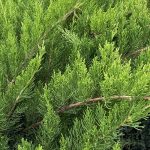 Juniperus chinensis 'Sea Green'
