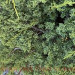 Juniperus chinensis 'Shimpaku'