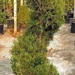 Juniperus chinensis 'Spartan' SPIRAL
