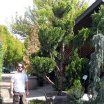 Juniperus chinensis 'Torulosa' SCULPTED