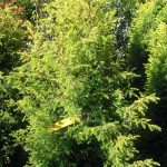 Juniperus communis 'Gold Cone'