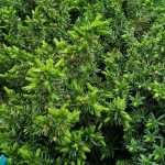 Juniperus conferta 'Blue Pacific'