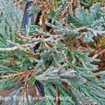 Juniperus horizontalis 'Bar Harbor'