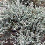 Juniperus horizontalis 'Blue Chip'