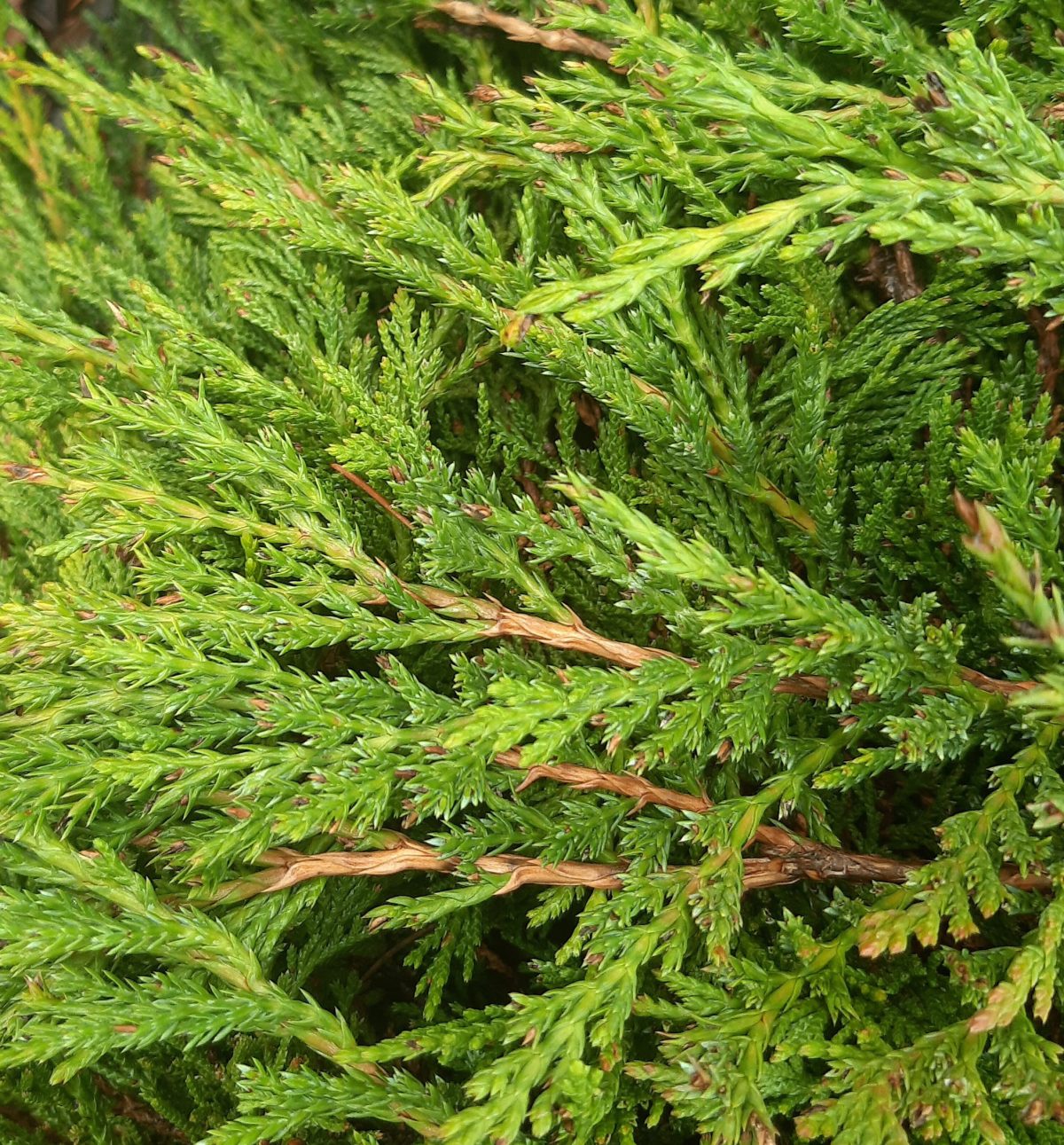 Juniperus horizontalis Prince of Wales a