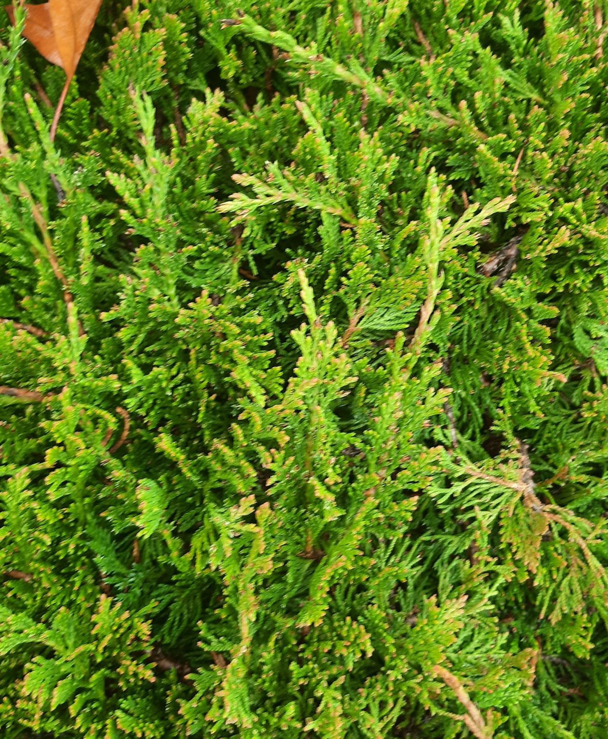 Juniperus horizontalis Prince of Wales b