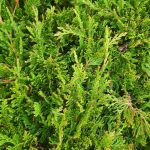 Juniperus horizontalis 'Prince of Wales'