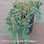 Juniperus horizontalis 'Wiltonii'