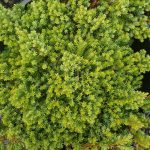 Juniperus procumbens 'Green Mound' SCULPTED
