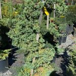 Juniperus procumbens 'Green Mound' STAKED