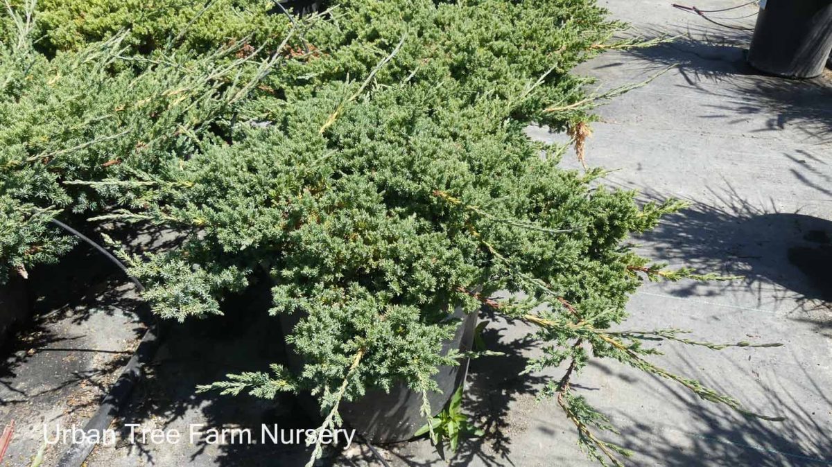 Juniperus procumbens Green Mound c