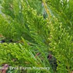 Juniperus sabina 'Buffalo'