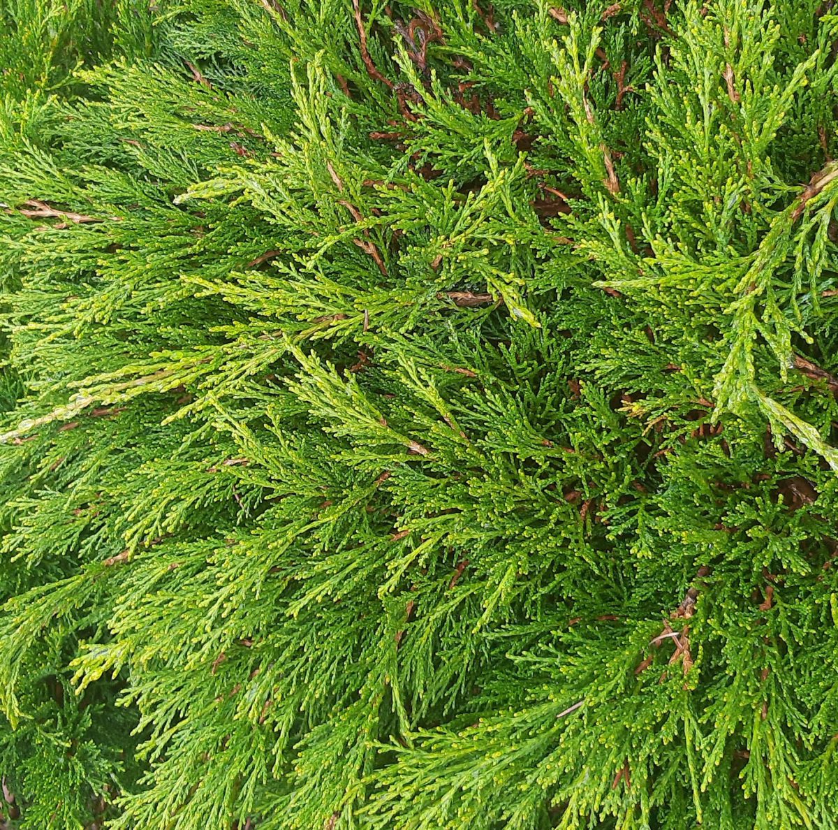 Juniperus sabina Calgary Carpet a
