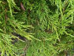 Juniperus sabina 'Calgary Carpet' - Image 2