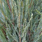 Juniperus scopulorum 'Skyrocket'