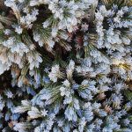 Juniperus squamata 'Blue Star' STD