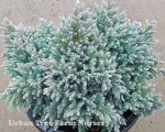 Juniperus squamata 'Blue Star'