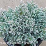 Juniperus squamata 'Blue Star'