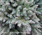 Juniperus squamata 'Blue Star' - Image 2