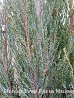 Juniperus virginiana 'Blue Arrow'