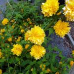 Kerria japonica 'Pleniflora'