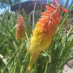 Kniphofia uvaria 'Border Ballet'