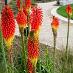 Kniphofia uvaria 'Christmas Cheer'