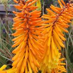 Kniphofia uvaria 'Dorset Sentry'